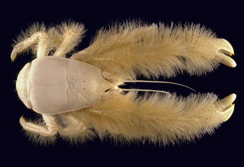 Illustration for article titled All the Alien-Looking Species Discovered by the Deep Sea Vehicle Alvin